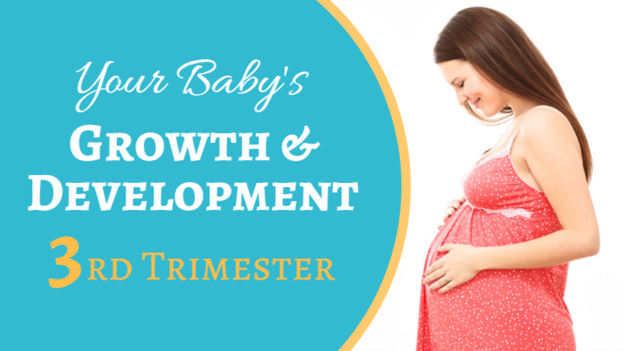 Your Third Trimester of Pregnancy